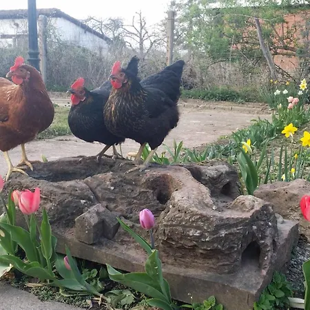 Nyaraló Petite Maison Alsacienne Dans Un Village Au Calme *
